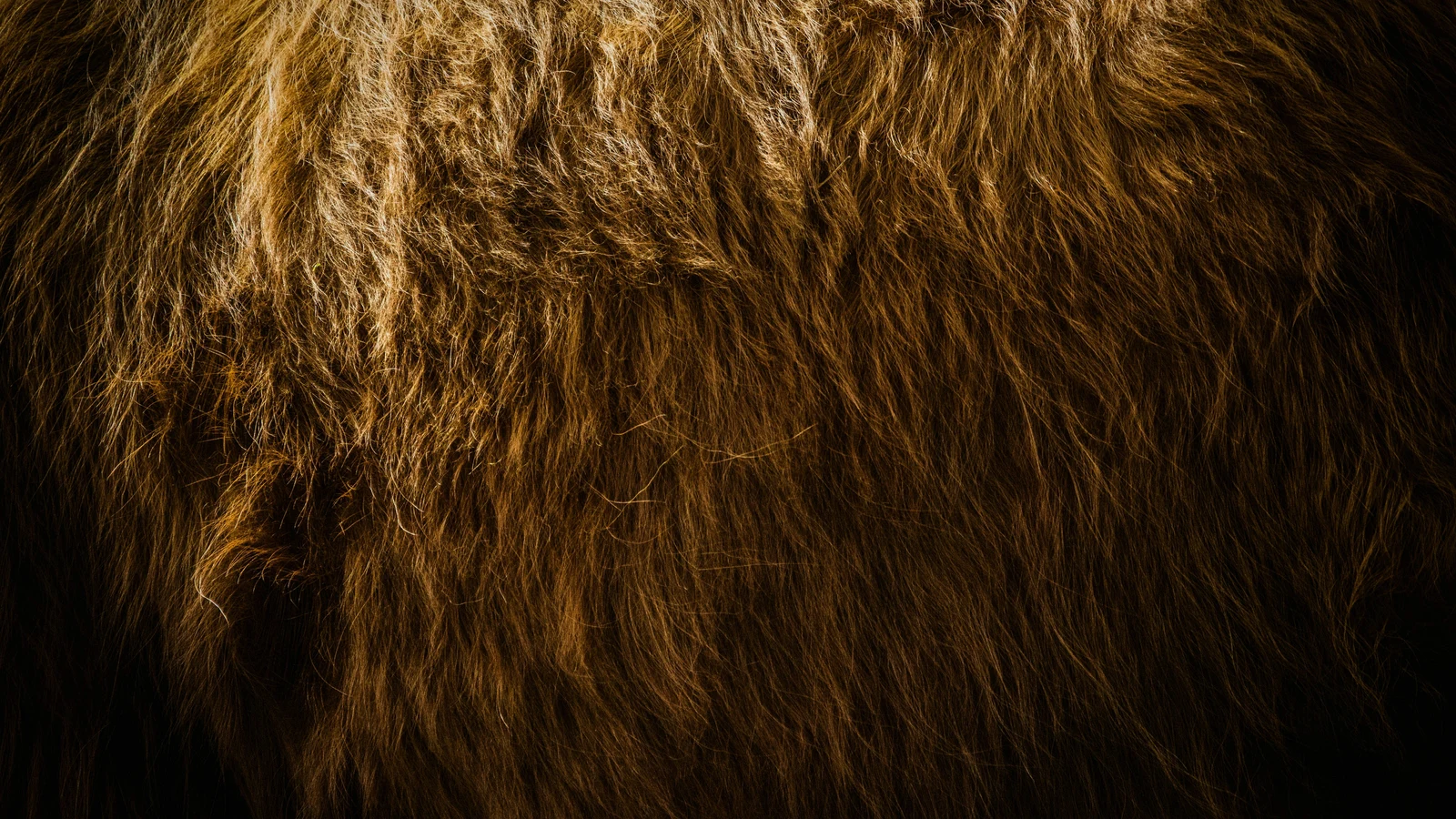 Immagine evocativa dell’accordo olfattivo animalico