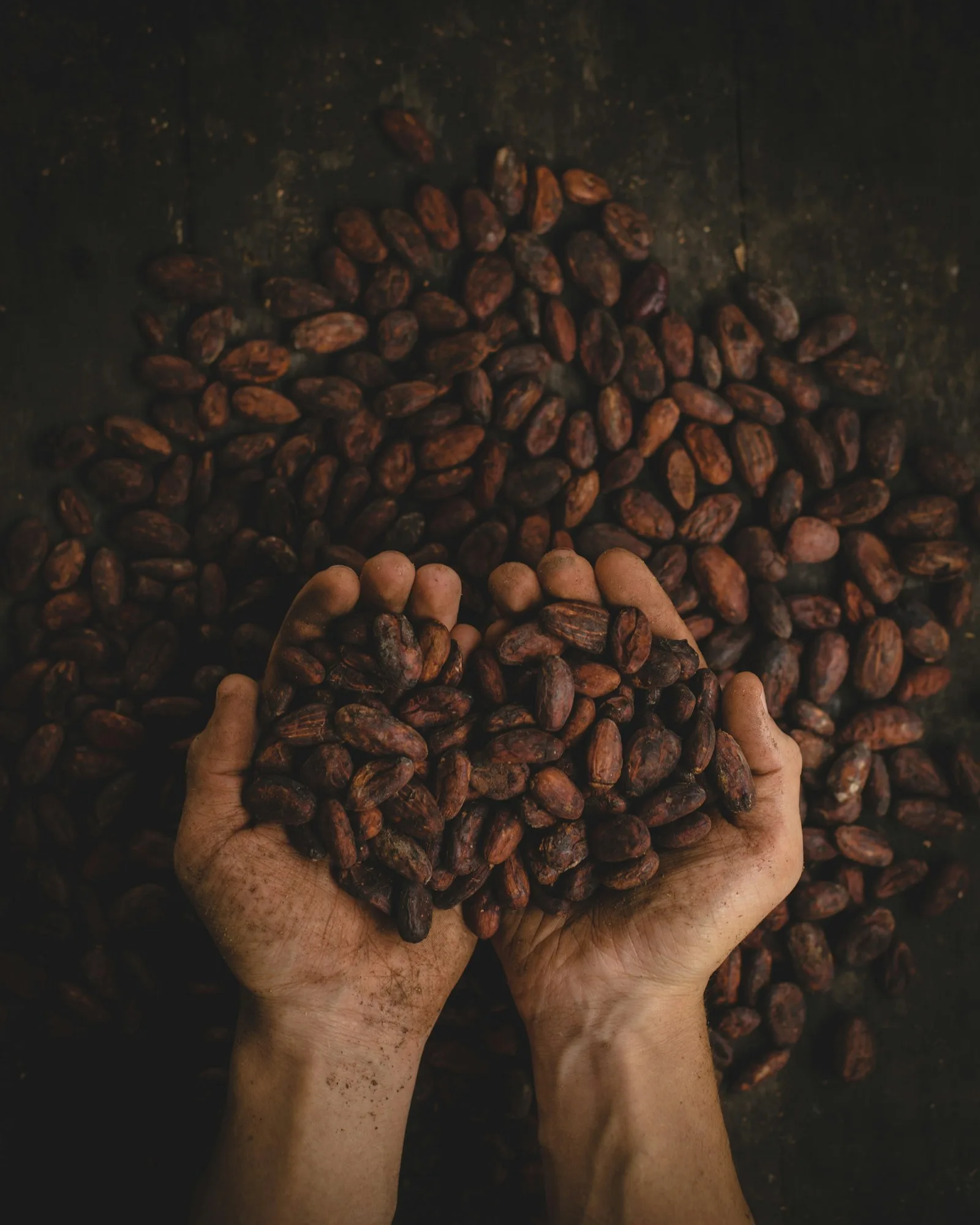 Immagine evocativa dell’accordo olfattivo cacao