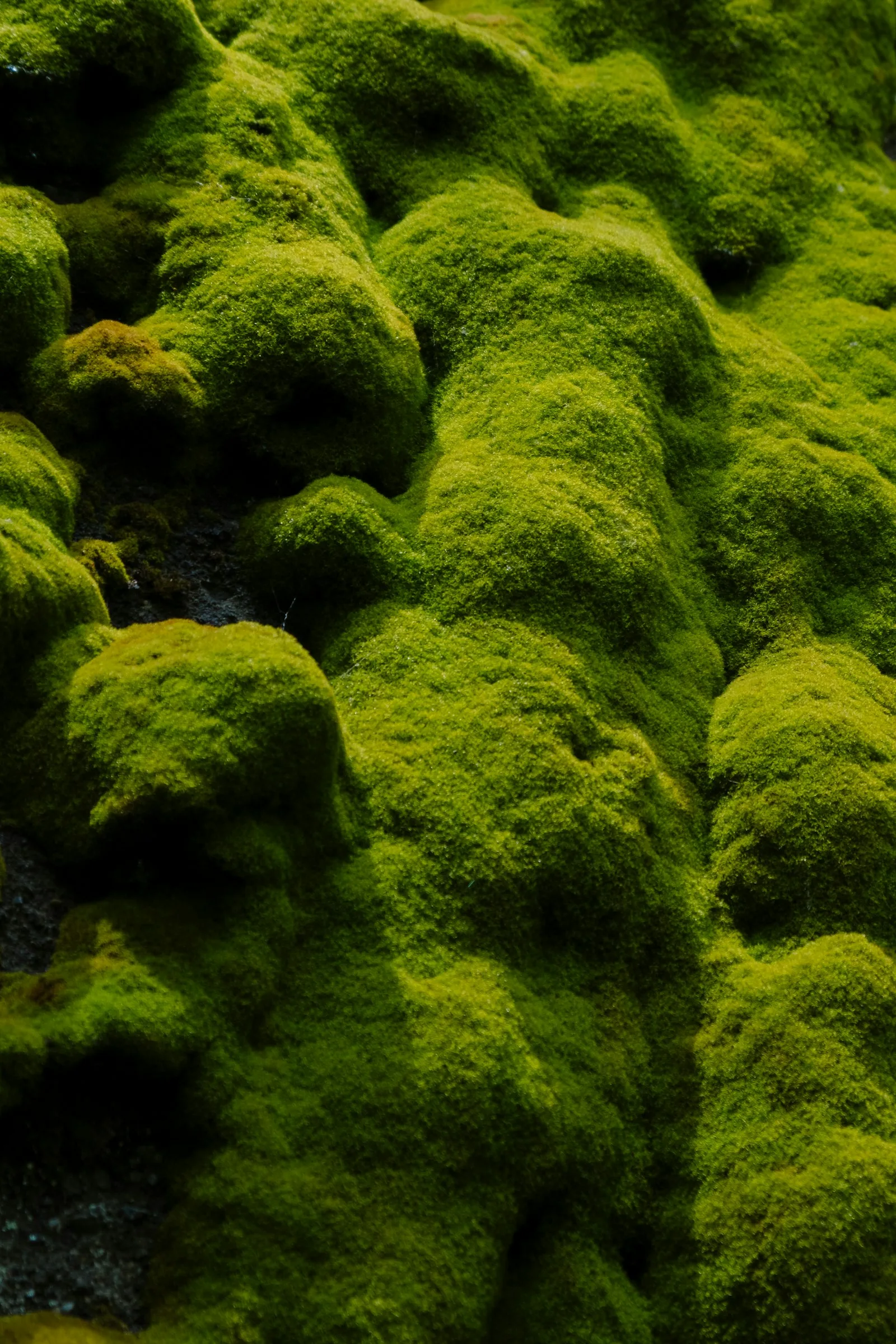 Immagine evocativa dell’accordo olfattivo chypre