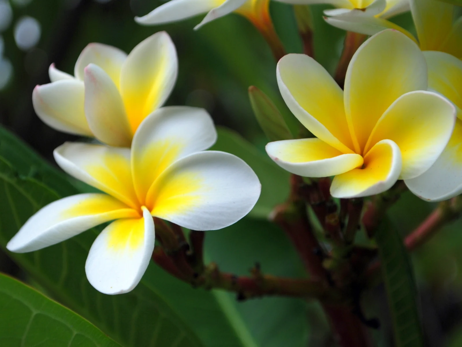 Immagine evocativa dell’accordo olfattivo Frangipani