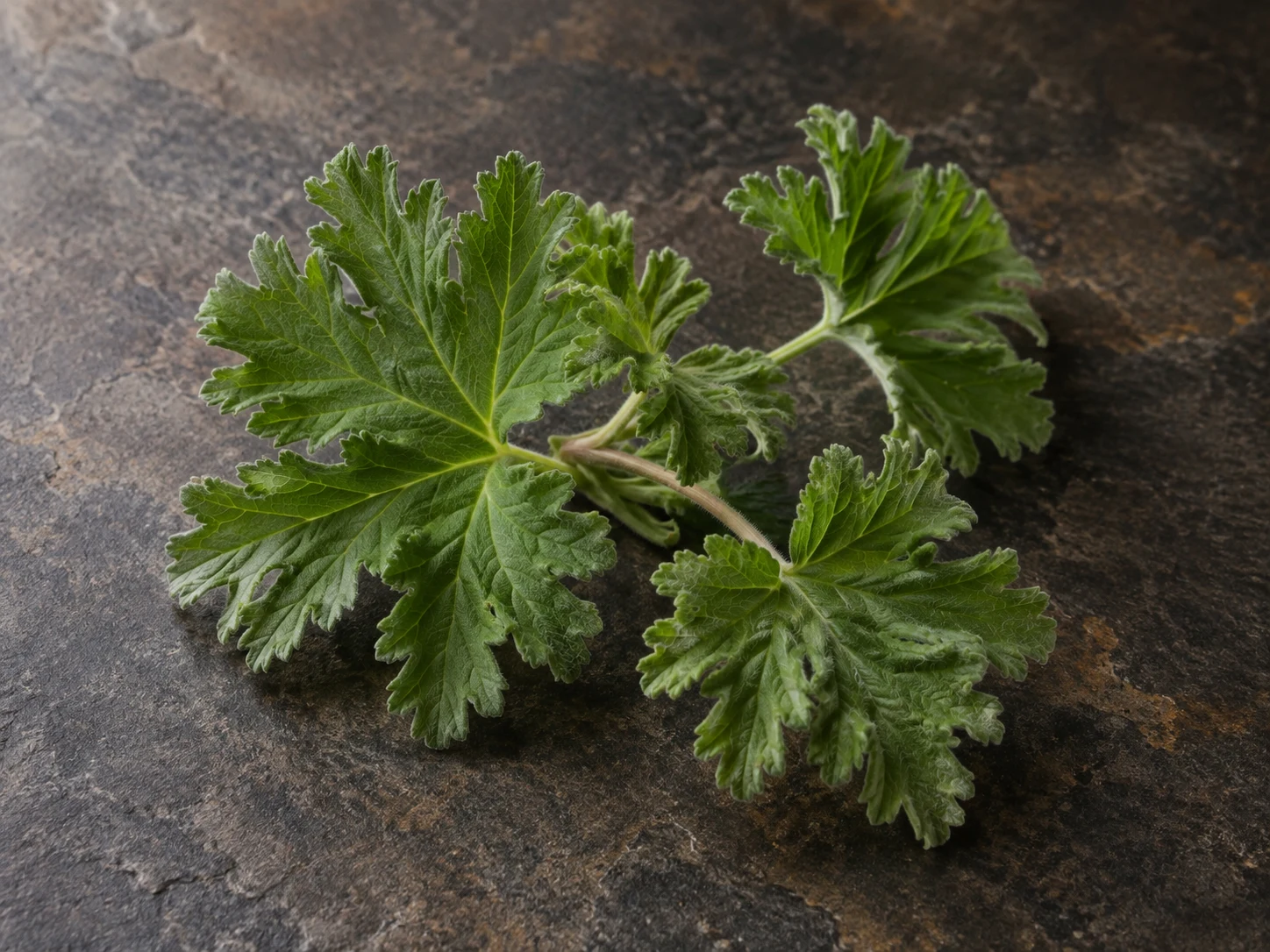 Foglie verdi, vellutate e lobate di geranio aromatico su pietra scura