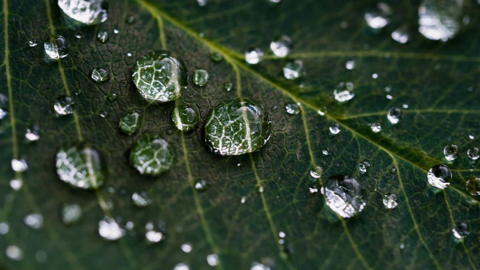 Immagine evocativa dell’accordo olfattivo verde