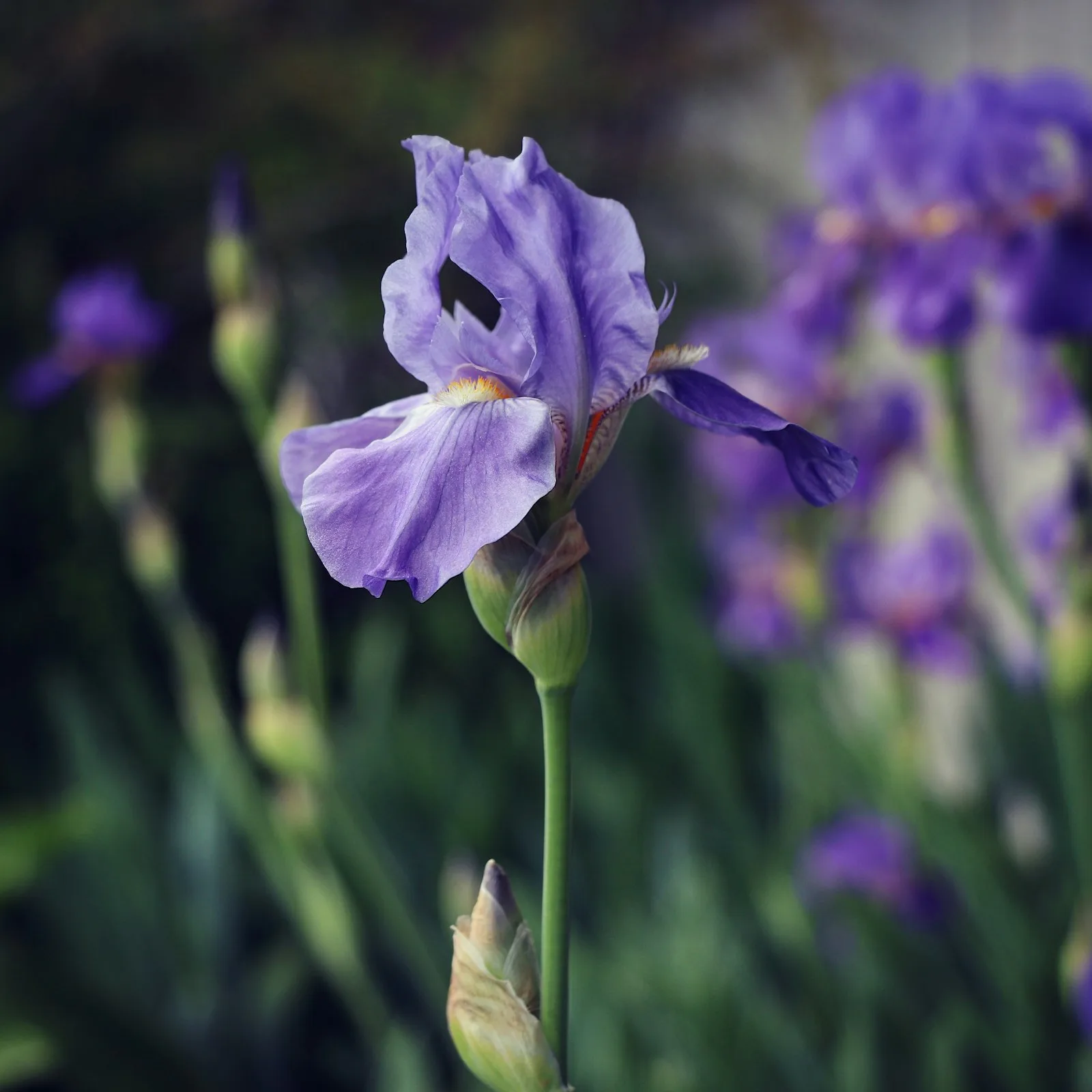 Immagine evocativa dell’accordo olfattivo iris