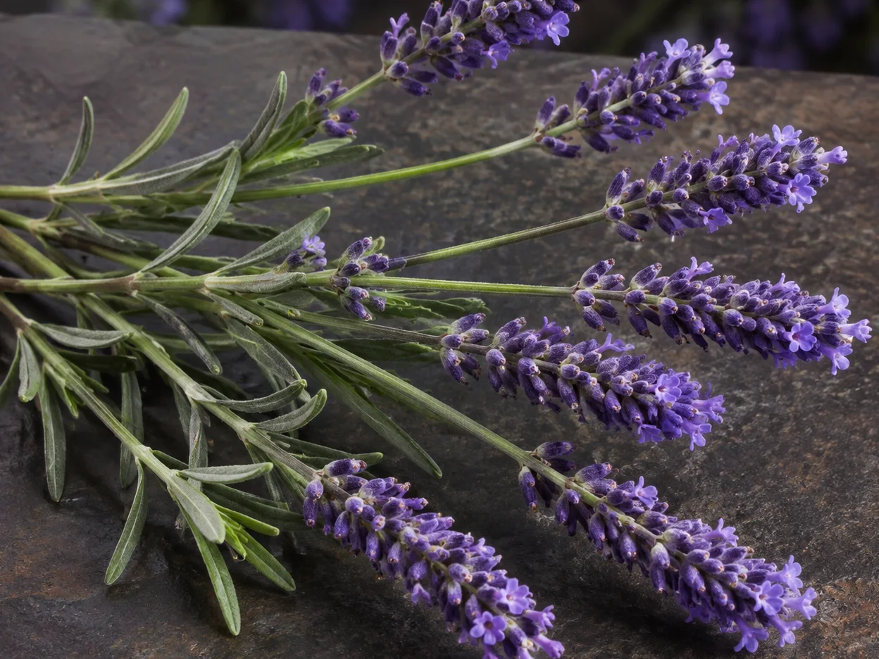 Steli di lavandino con spighe ramificate viola e foglie verde grigio