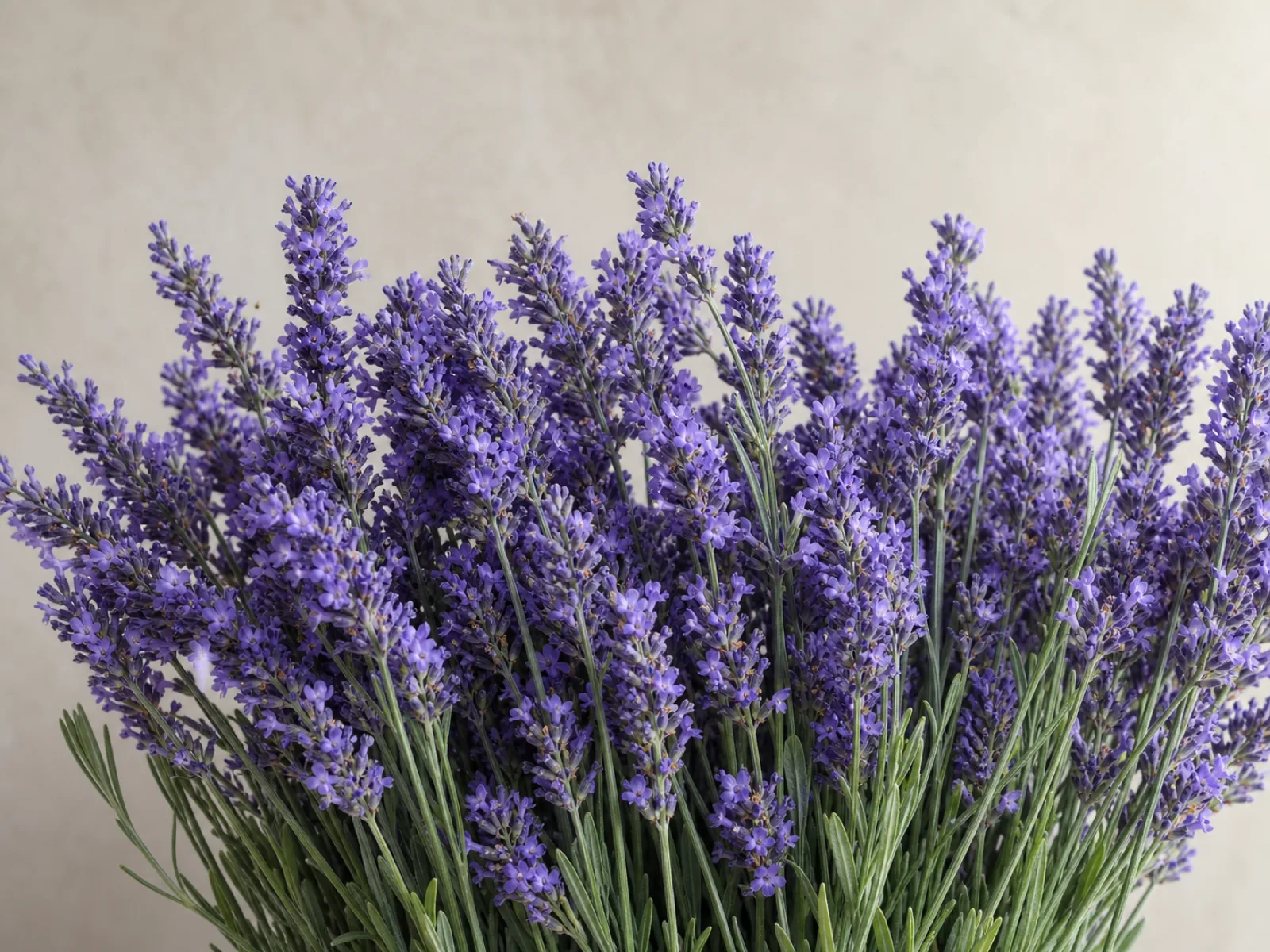 Immagine evocativa dell’accordo olfattivo lavanda