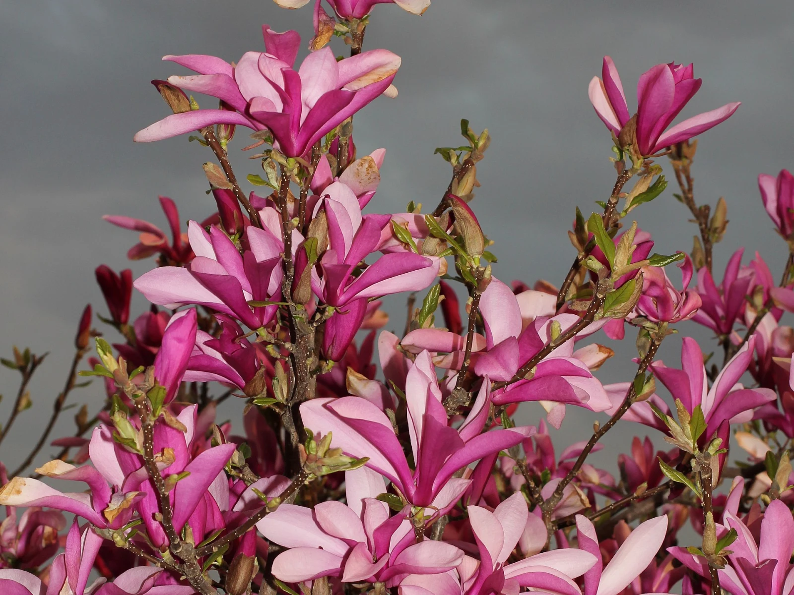 Immagine evocativa dell’accordo olfattivo Magnolia