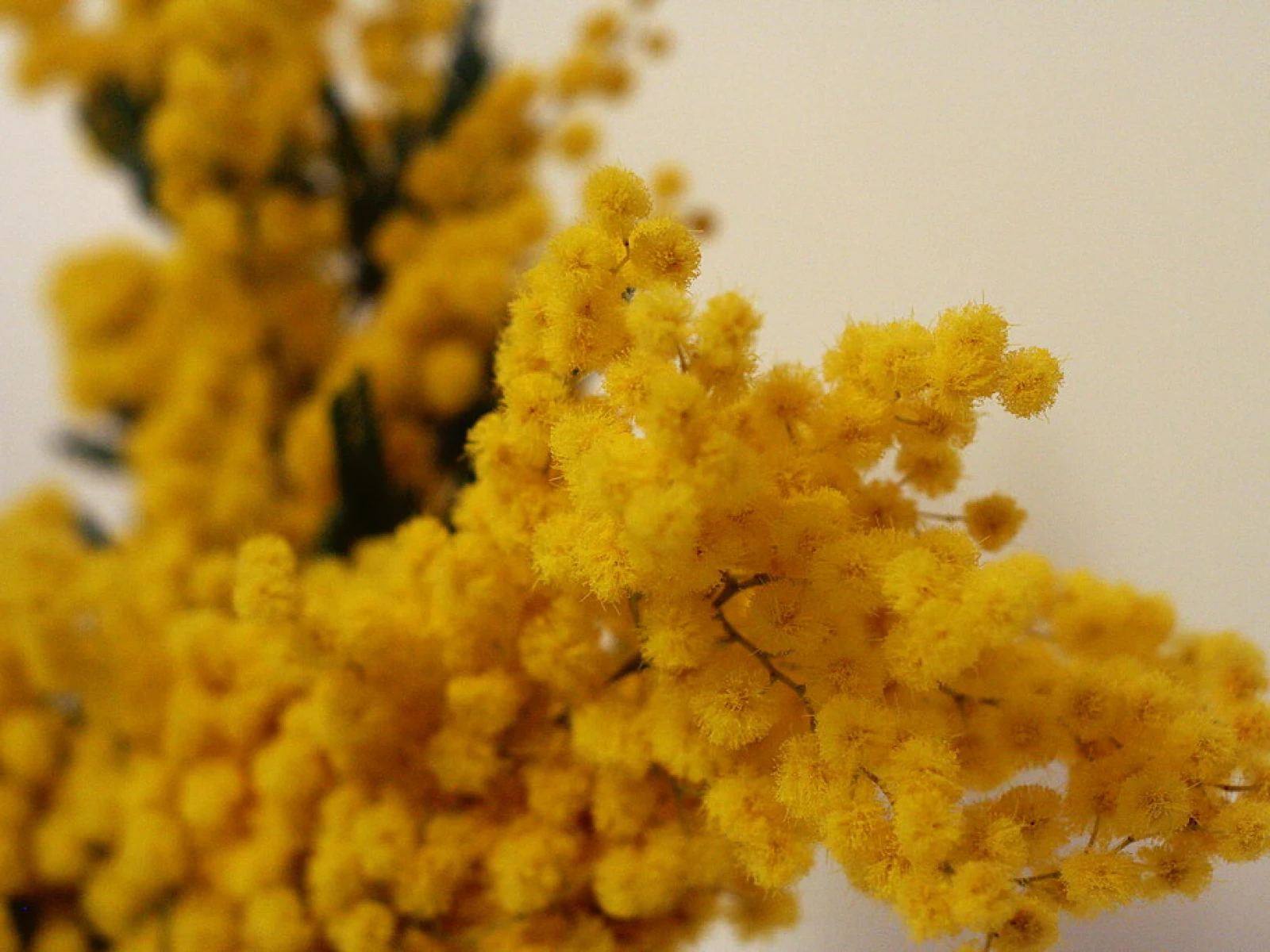 Immagine evocativa dell’accordo olfattivo Mimosa