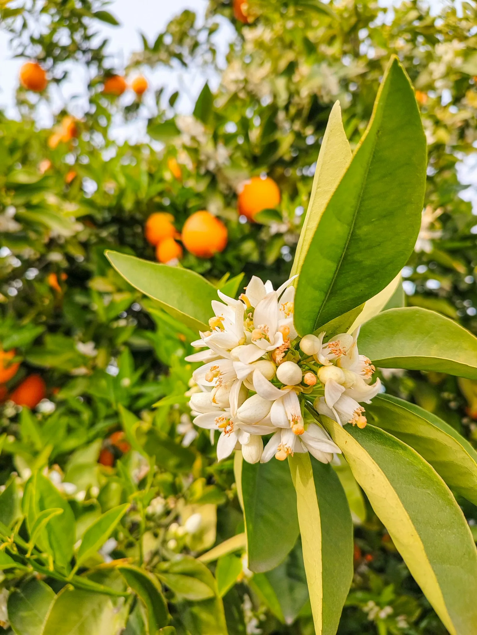 Immagine evocativa dell’accordo olfattivo fior d’arancio