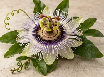 Rappresentazione evocativa: passiflora
