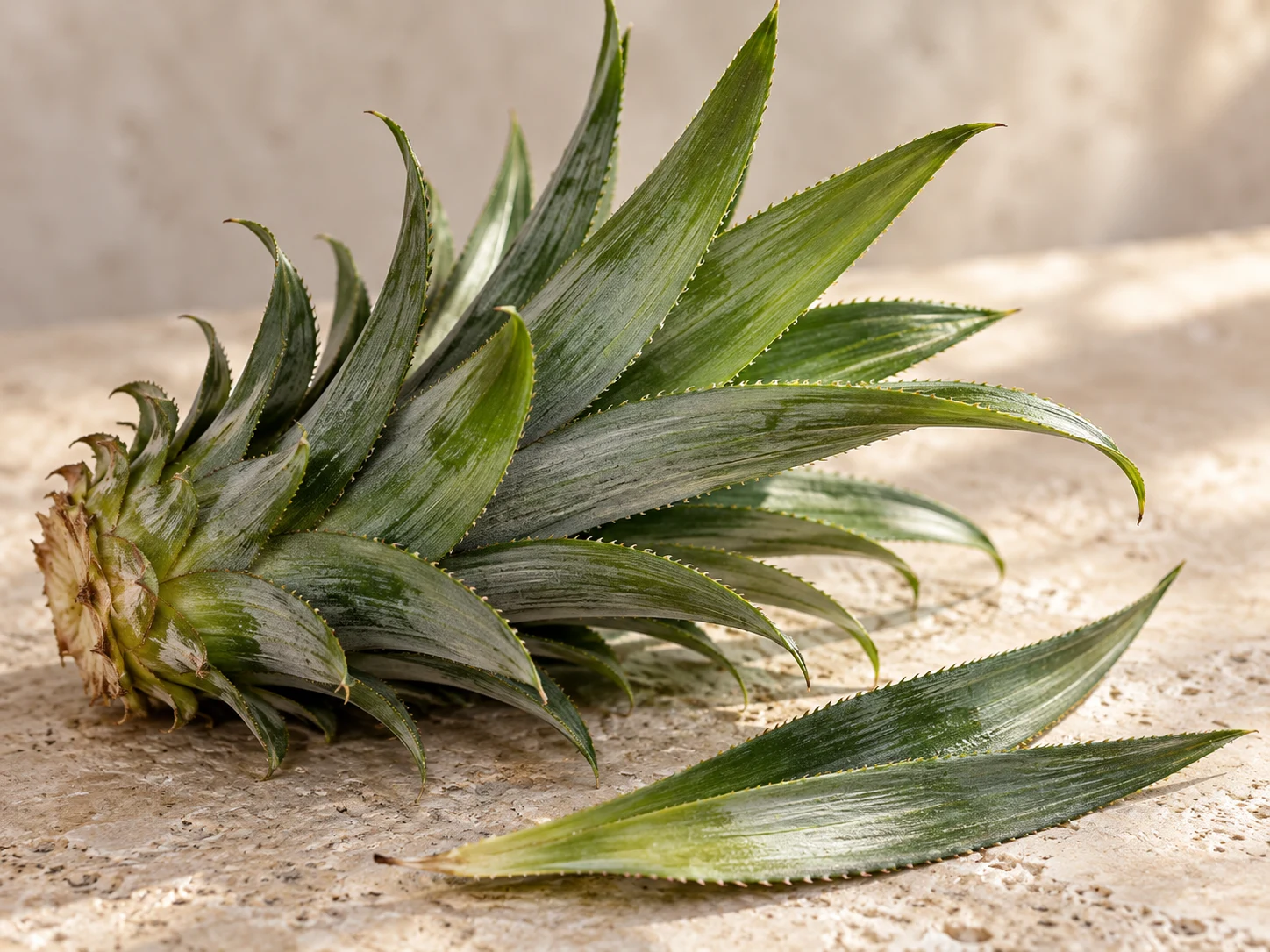 Corona e foglie verdi di ananas su pietra chiara, senza il frutto