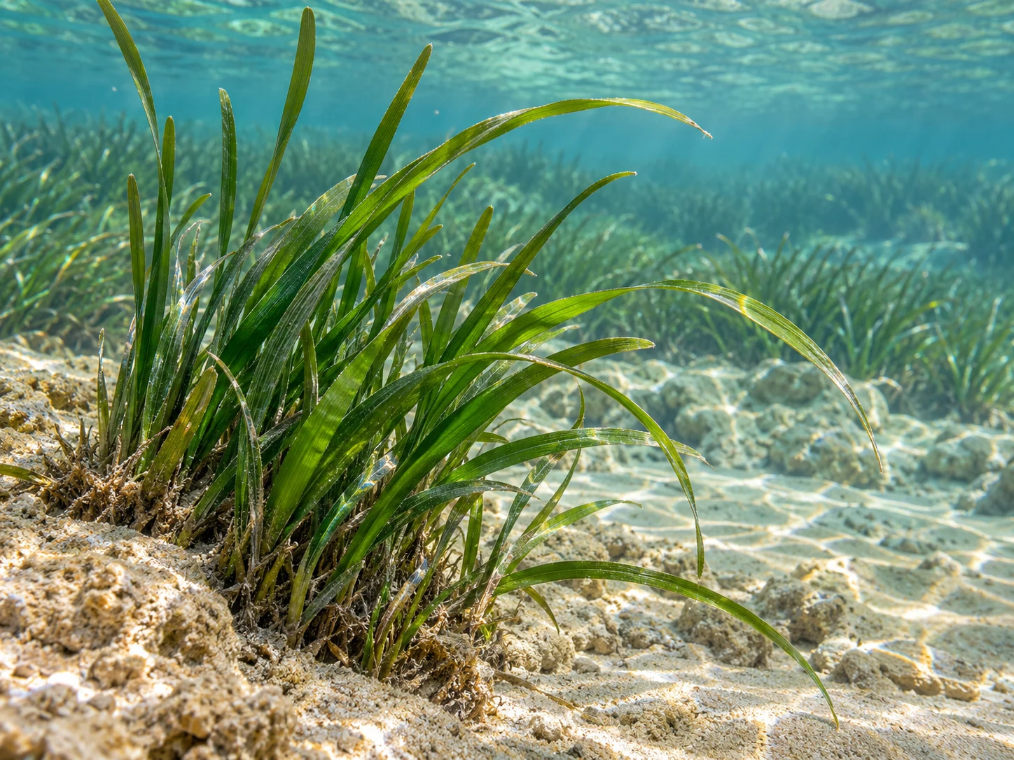 Foglie verdi nastriformi di una prateria sommersa in acqua limpida, su sabbia e roccia chiara