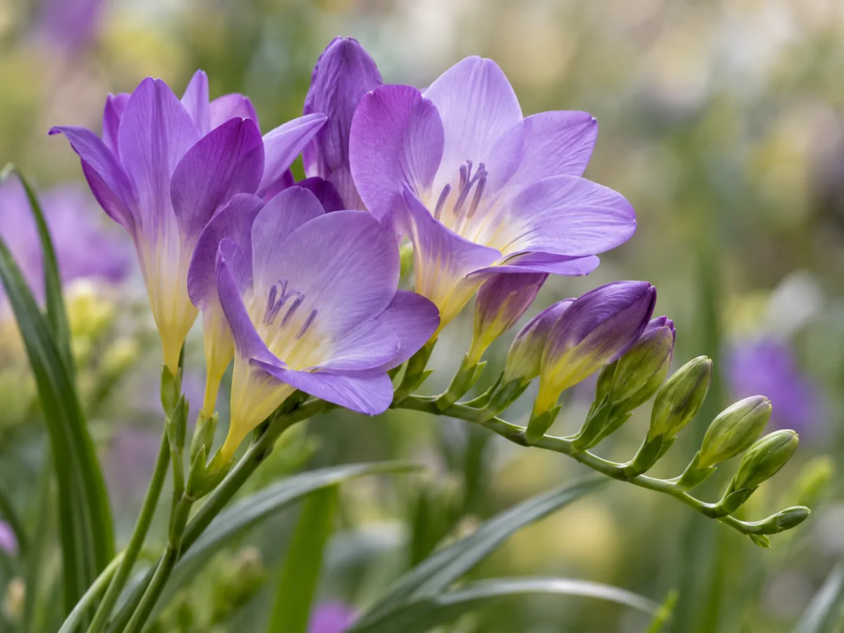 Fiori di fresia viola e lilla con boccioli su steli verdi