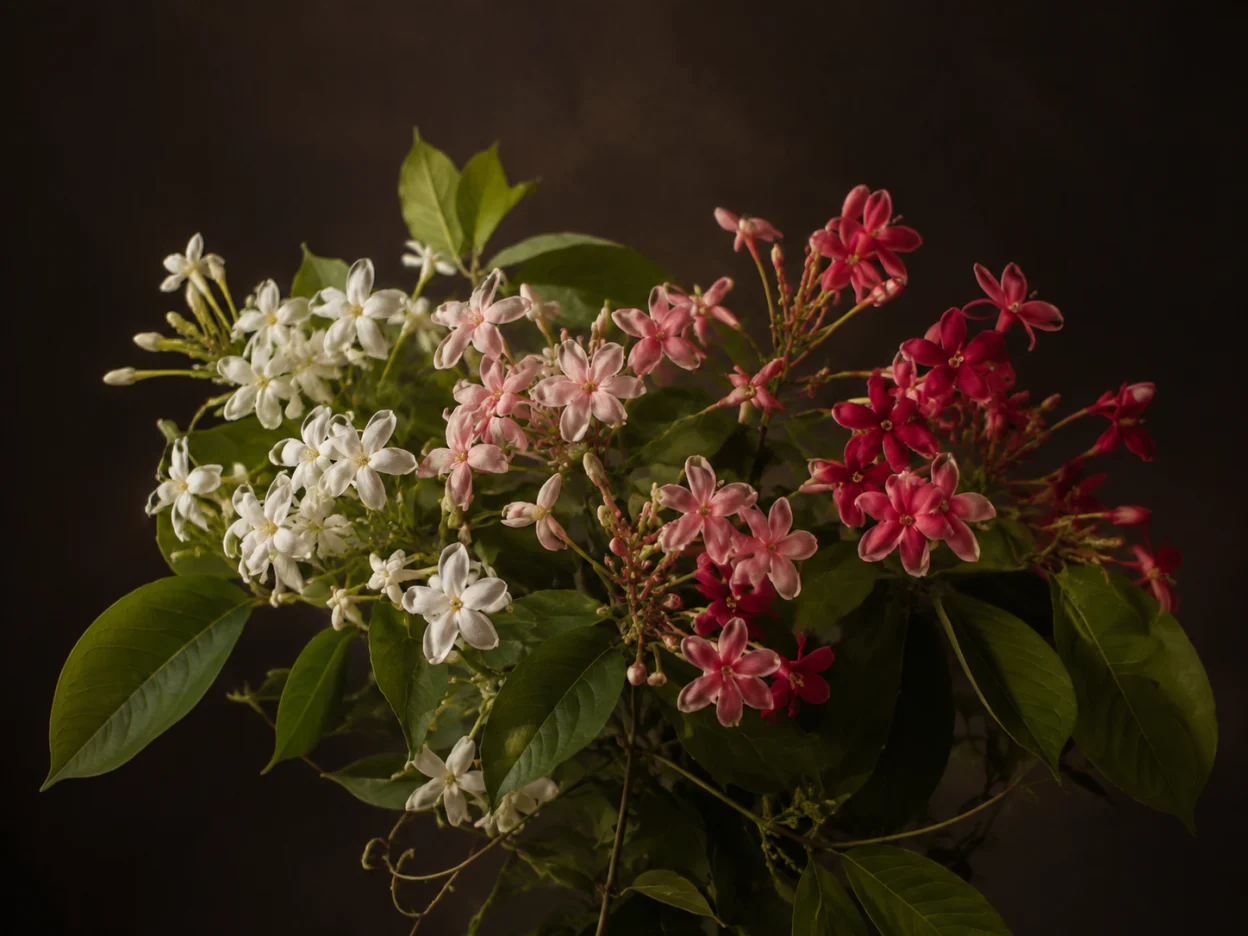 Grappoli evocativi di Rangoon creeper bianchi, rosa e rossi