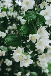 Immagine evocativa dell’accordo olfattivo floreale bianco