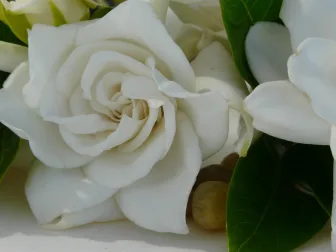 Immagine evocativa dell’accordo olfattivo Gardenia