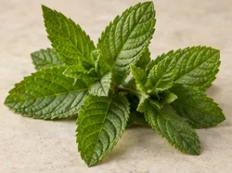 Rappresentazione evocativa: menta verde