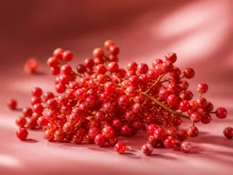 Grappoli di bacche di pepe rosa su uno sfondo rosato