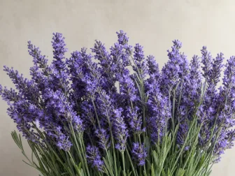 Immagine evocativa dell’accordo olfattivo lavanda