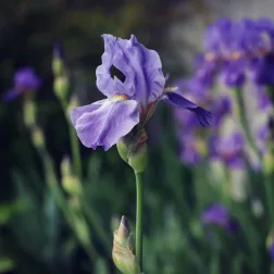Immagine evocativa dell’accordo olfattivo iris