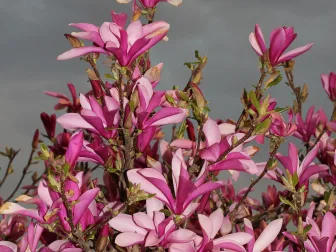 Immagine evocativa dell’accordo olfattivo Magnolia
