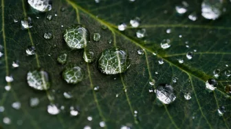 Immagine evocativa dell’accordo olfattivo verde