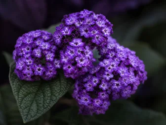 Immagine evocativa dell’accordo olfattivo Eliotropio