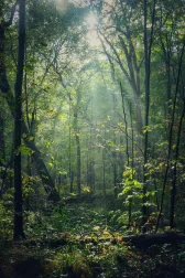 Immagine evocativa dell’accordo olfattivo terroso