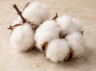 Rappresentazione evocativa: fiore di cotone