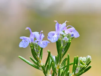 Fiori azzurri e foglie aghiformi di rosmarino su sfondo naturale sfocato.