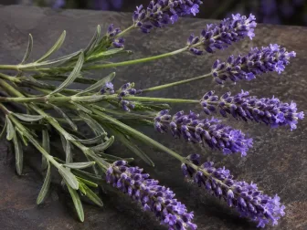 Steli di lavandino con spighe ramificate viola e foglie verde grigio