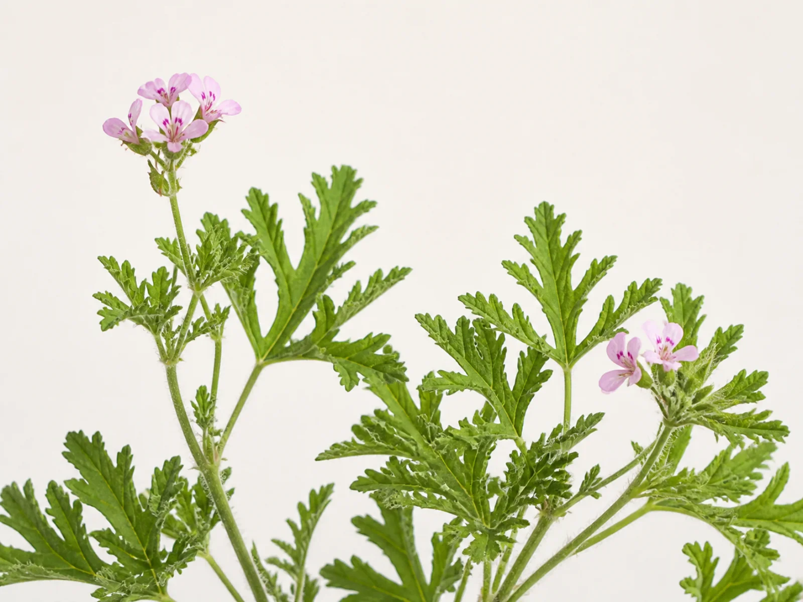 Steli di geranio rosa con foglie lobate e piccoli fiori rosa