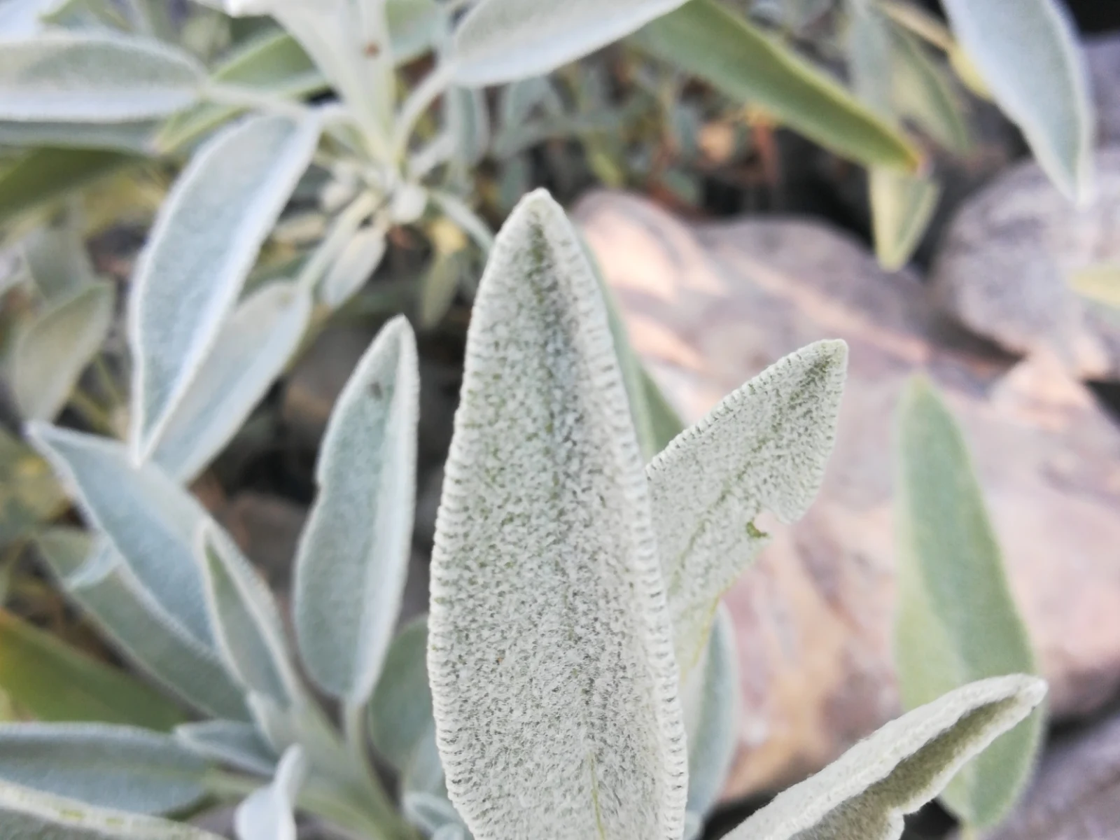 Immagine evocativa dell’accordo olfattivo Salvia