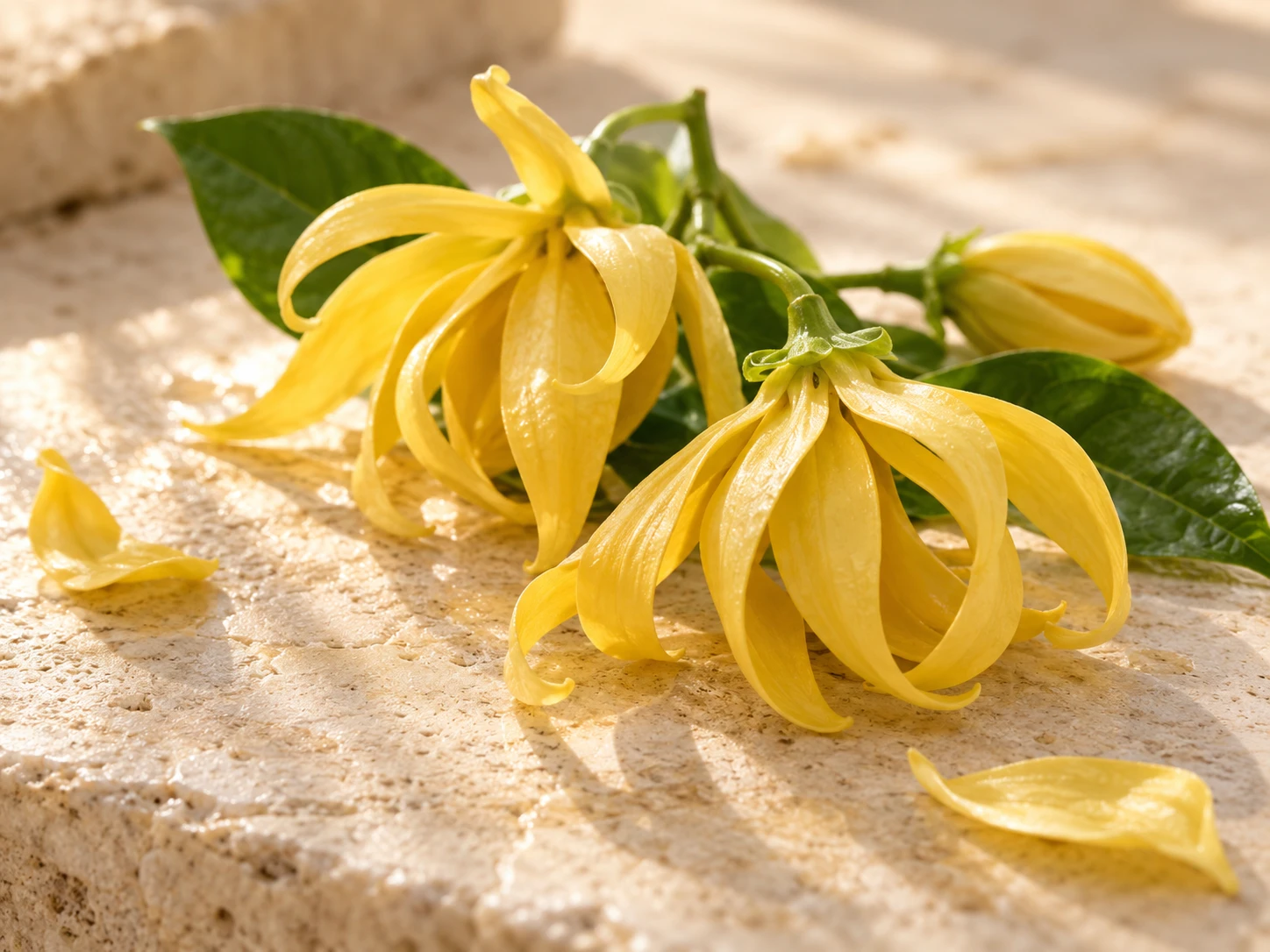 Immagine evocativa: ylang-ylang solare