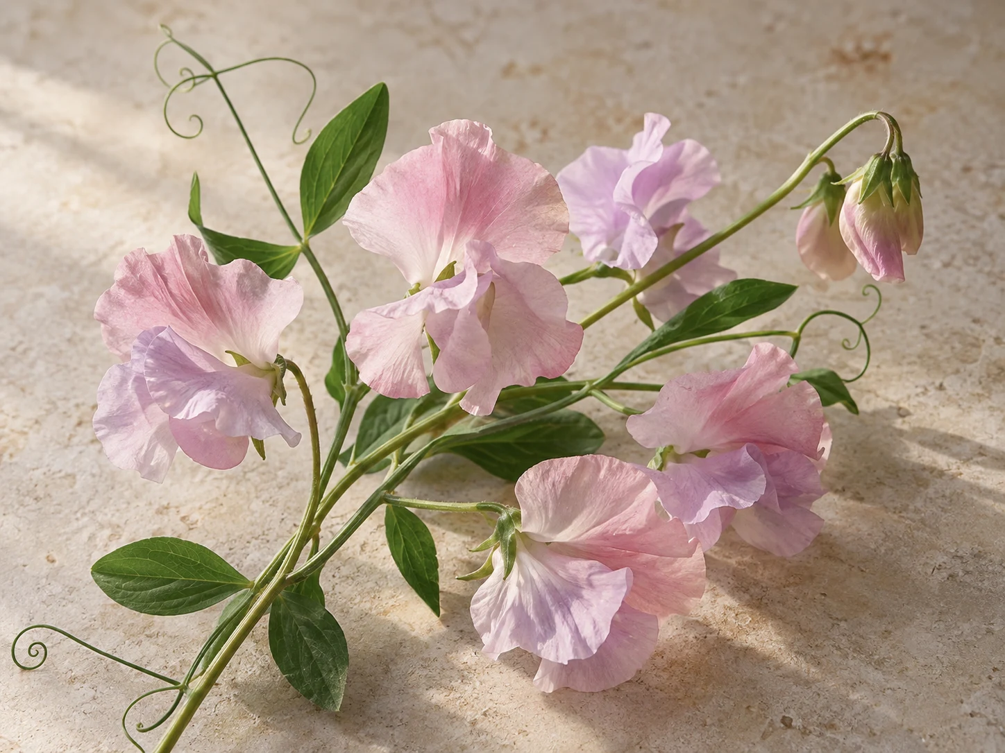Fiori rosa e malva di pisello odoroso con foglie e viticci su pietra chiara
