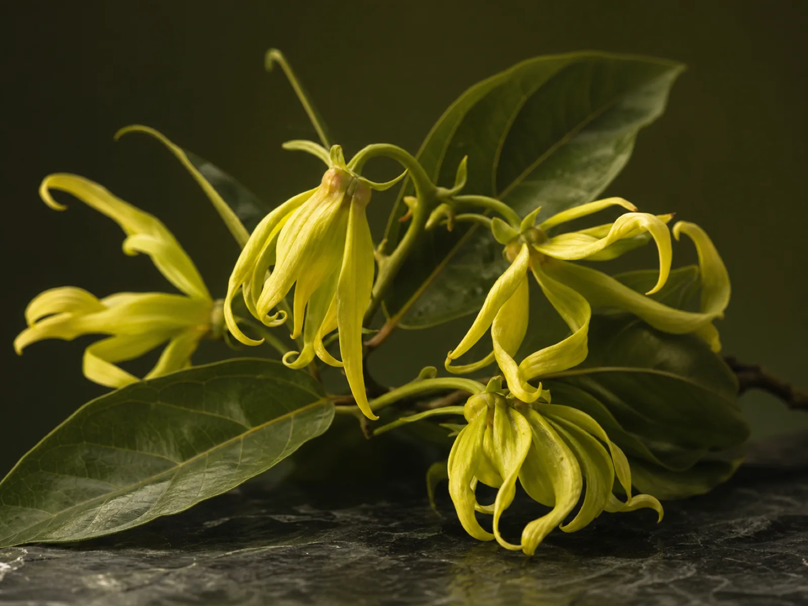 Immagine evocativa dell’accordo olfattivo ylang ylang