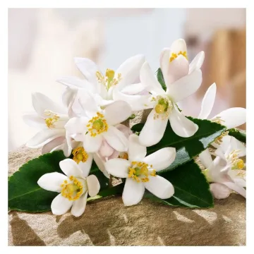 Devotion Eau de Parfum 150 ml Refill / Rechange