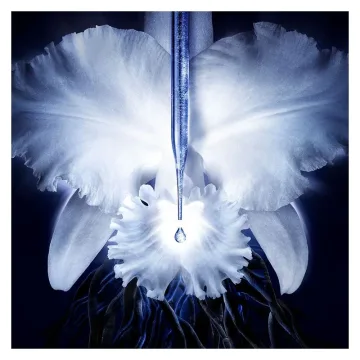 Orchidee Imperiale Le Concentre De Longevite 30 ml
