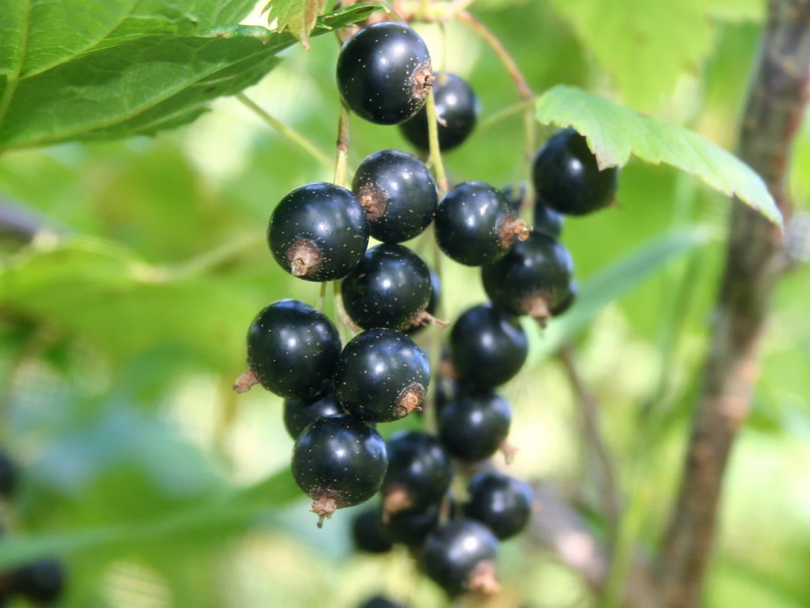 Immagine evocativa dell’accordo olfattivo Ribes nero