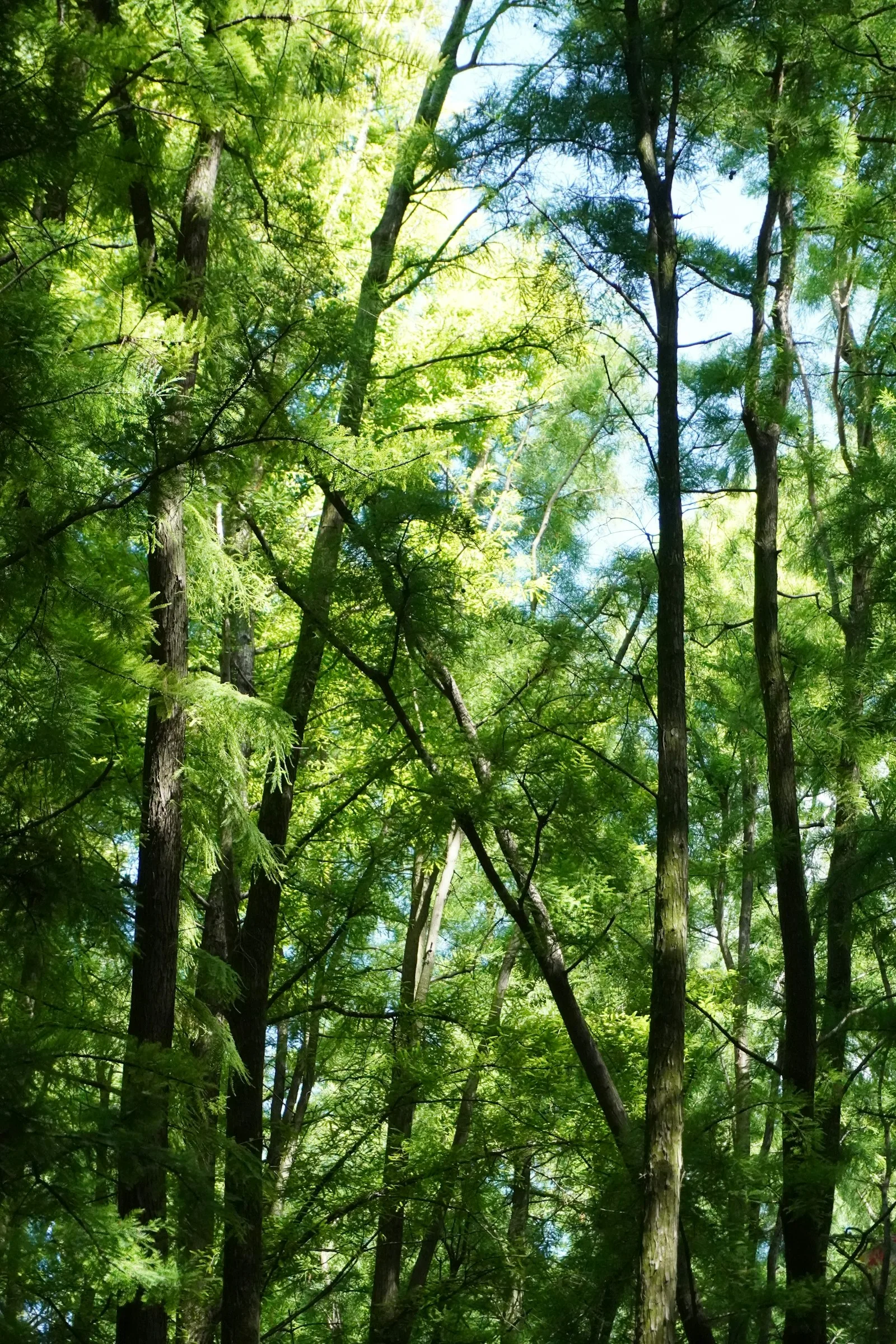 Immagine evocativa dell’accordo olfattivo cedro legno