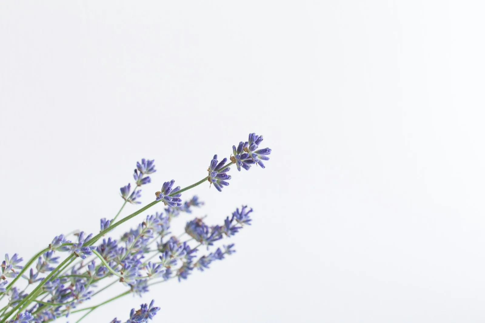 Immagine evocativa dell’accordo olfattivo lavanda