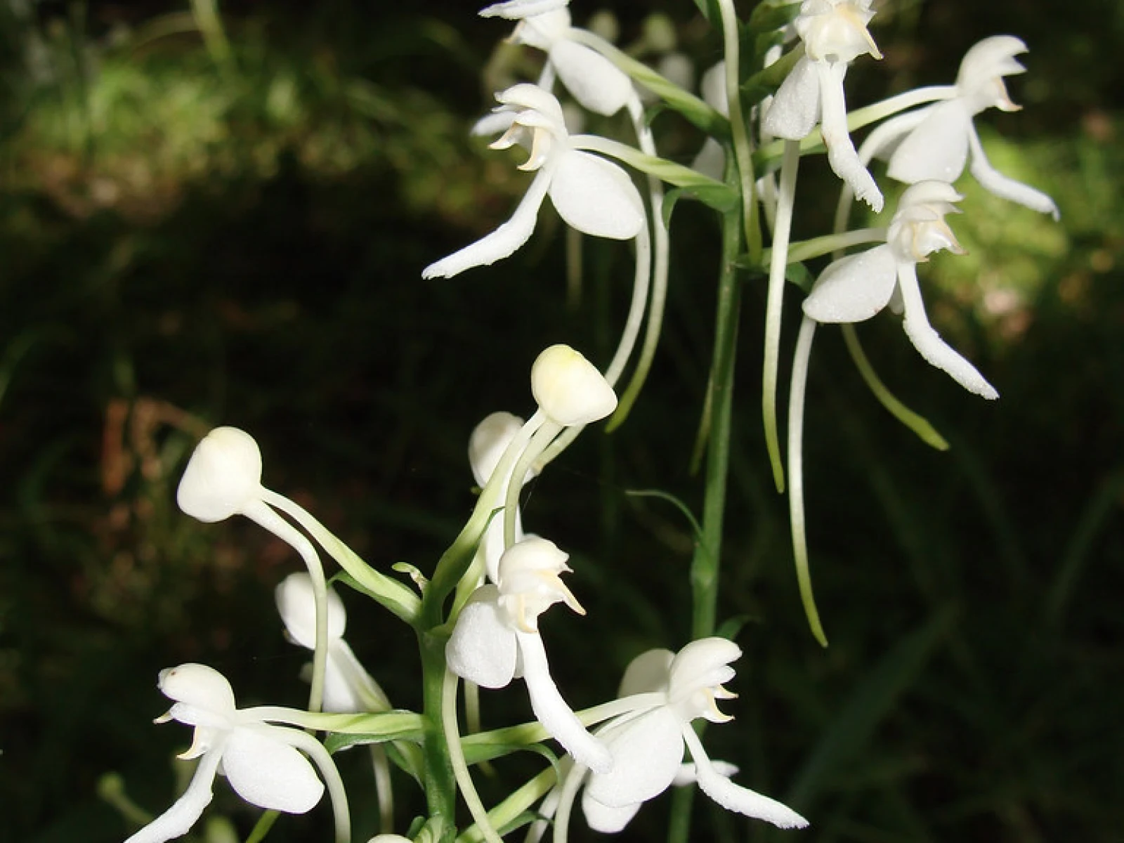 Immagine evocativa dell’accordo olfattivo Orchidea