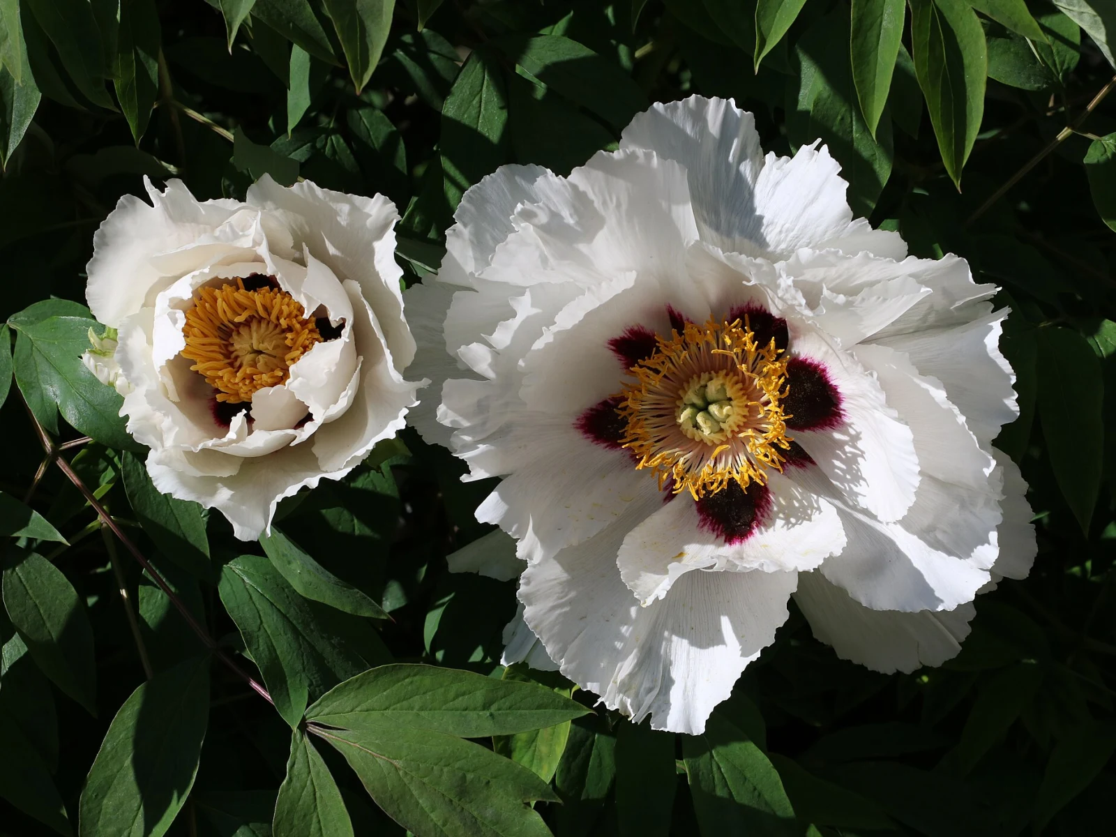 Immagine evocativa dell’accordo olfattivo Peonia