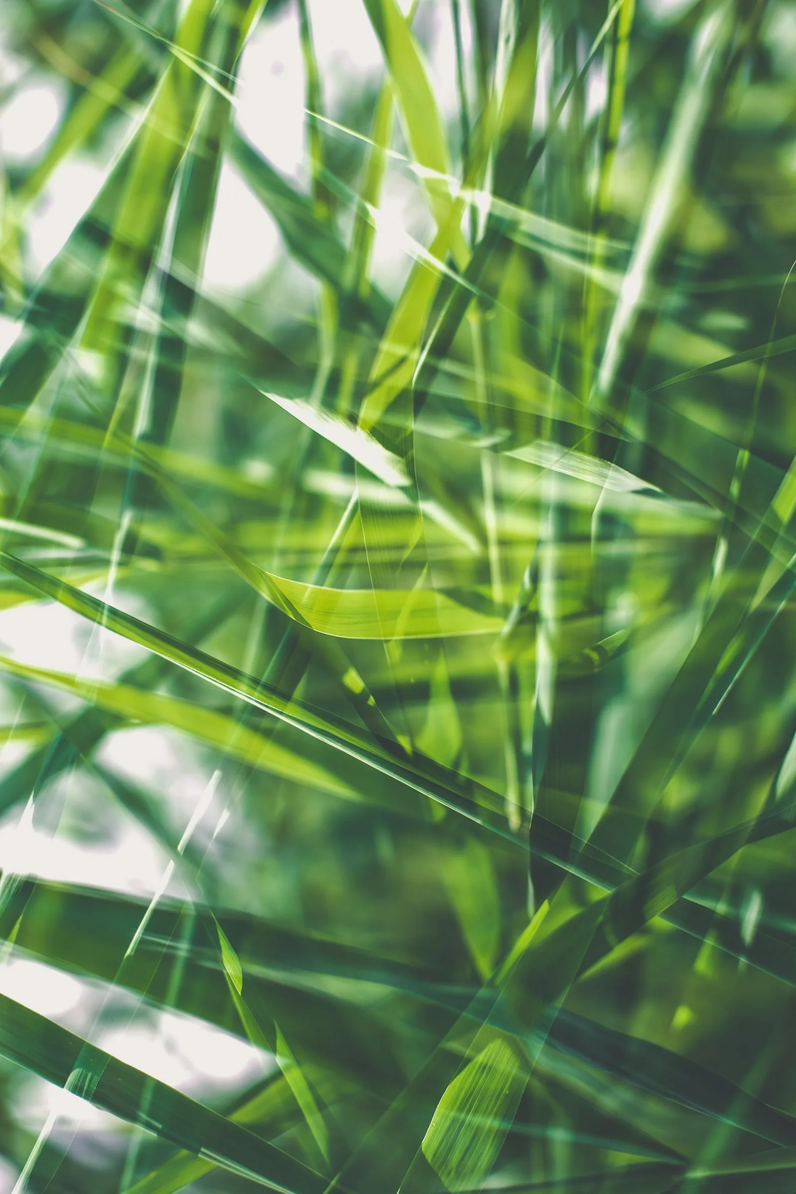 Immagine evocativa dell’accordo olfattivo vetiver
