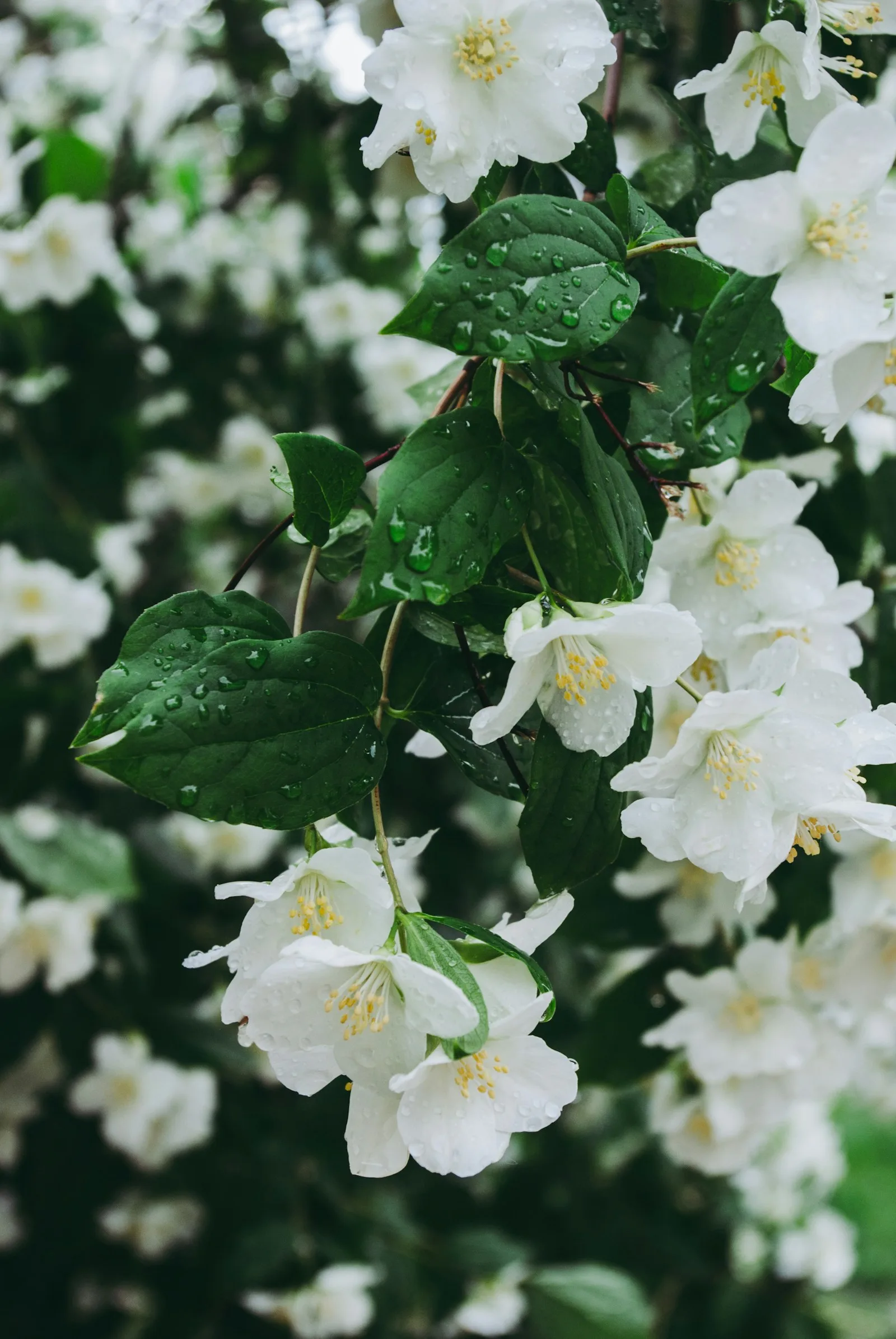 Immagine evocativa dell’accordo olfattivo floreale bianco