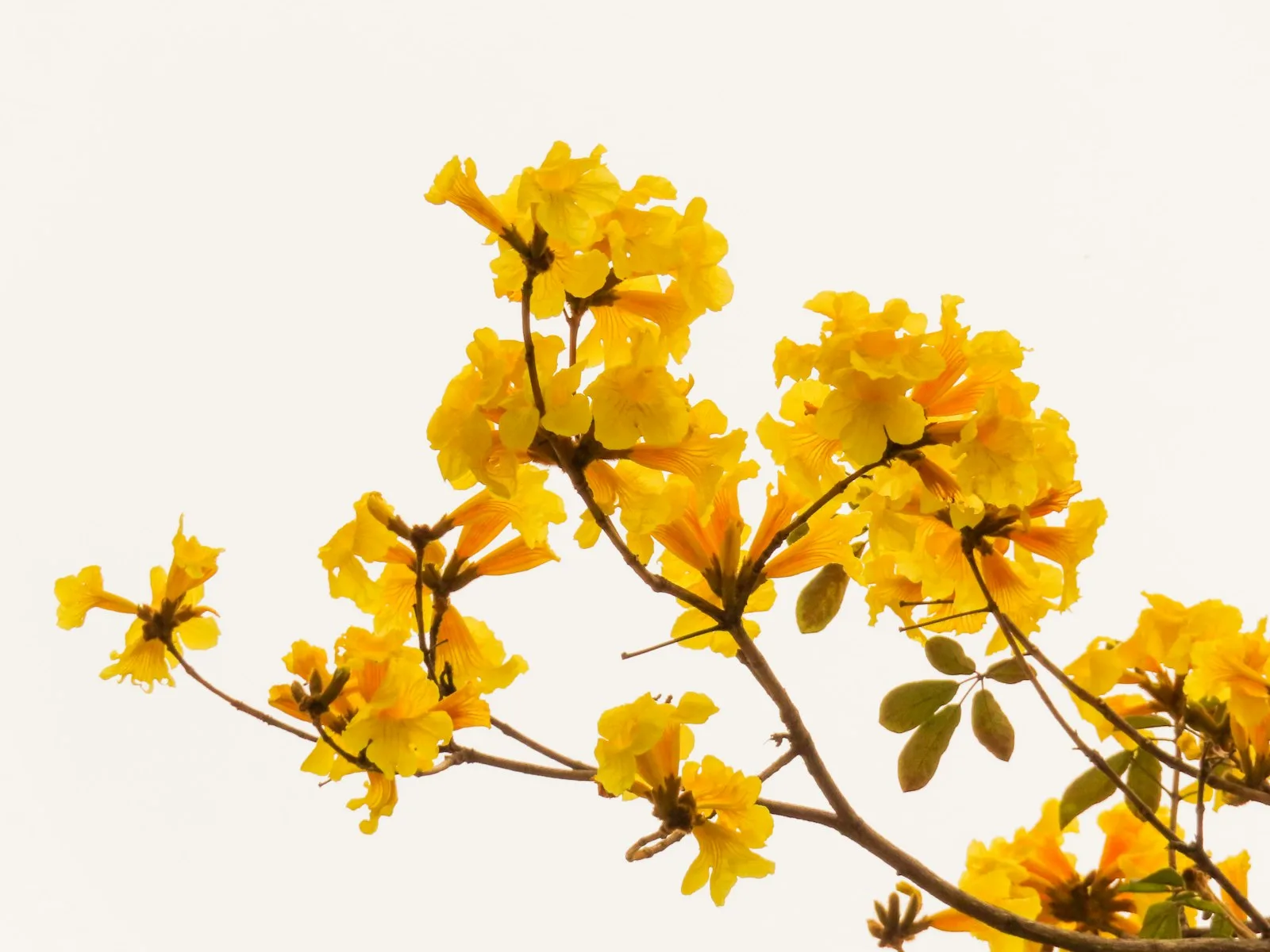 Immagine evocativa dell’accordo olfattivo ylang ylang